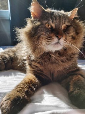 Doğu Avrupa cinsinden büyük gri bir kedi güneşin tadını çıkartıyor.