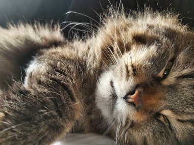 Doğu Avrupa cinsinden büyük gri bir kedi güneşin tadını çıkartıyor.