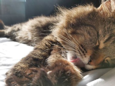 Doğu Avrupa cinsinden büyük gri bir kedi güneşin tadını çıkartıyor.