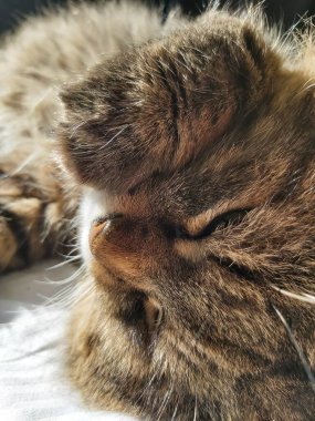 Doğu Avrupa cinsinden büyük gri bir kedi güneşin tadını çıkartıyor.