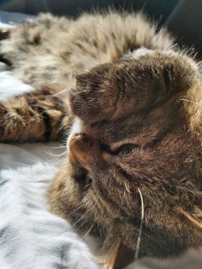 Doğu Avrupa cinsinden büyük gri bir kedi güneşin tadını çıkartıyor.