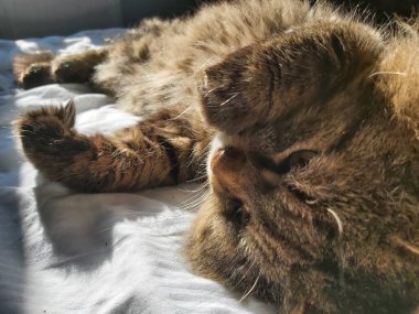 Doğu Avrupa cinsinden büyük gri bir kedi güneşin tadını çıkartıyor.