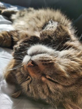 Doğu Avrupa cinsinden büyük gri bir kedi güneşin tadını çıkartıyor.