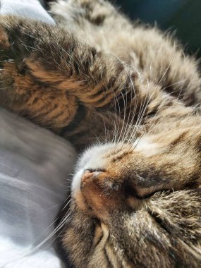 Doğu Avrupa cinsinden büyük gri bir kedi güneşin tadını çıkartıyor.