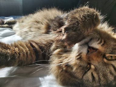 Doğu Avrupa cinsinden büyük gri bir kedi güneşin tadını çıkartıyor.