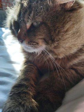 Doğu Avrupa cinsinden büyük gri bir kedi güneşin tadını çıkartıyor.