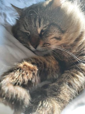 Doğu Avrupa cinsinden büyük gri bir kedi güneşin tadını çıkartıyor.