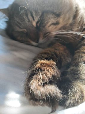 Doğu Avrupa cinsinden büyük gri bir kedi güneşin tadını çıkartıyor.