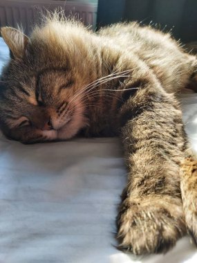 Doğu Avrupa cinsinden büyük gri bir kedi güneşin tadını çıkartıyor.