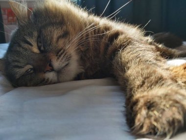 Doğu Avrupa cinsinden büyük gri bir kedi güneşin tadını çıkartıyor.