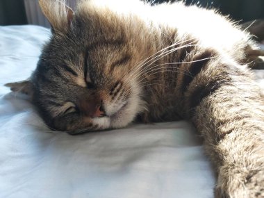 Doğu Avrupa cinsinden büyük gri bir kedi güneşin tadını çıkartıyor.