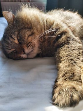 Doğu Avrupa cinsinden büyük gri bir kedi güneşin tadını çıkartıyor.