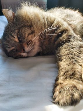 Doğu Avrupa cinsinden büyük gri bir kedi güneşin tadını çıkartıyor.