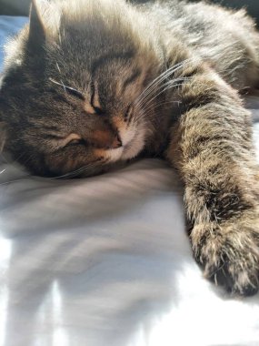 Doğu Avrupa cinsinden büyük gri bir kedi güneşin tadını çıkartıyor.