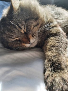 Doğu Avrupa cinsinden büyük gri bir kedi güneşin tadını çıkartıyor.