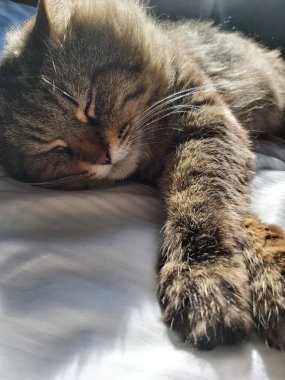 Doğu Avrupa cinsinden büyük gri bir kedi güneşin tadını çıkartıyor.