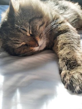 Doğu Avrupa cinsinden büyük gri bir kedi güneşin tadını çıkartıyor.