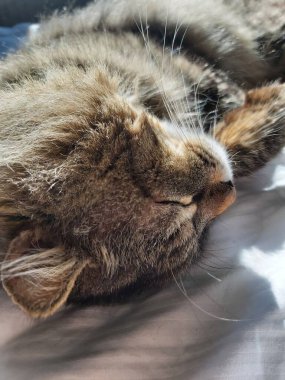 Doğu Avrupa cinsinden büyük gri bir kedi güneşin tadını çıkartıyor.