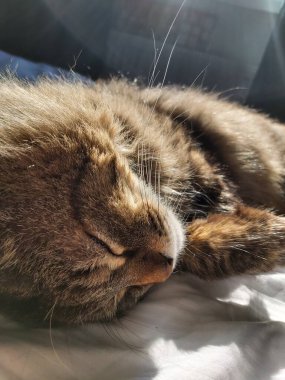 Doğu Avrupa cinsinden büyük gri bir kedi güneşin tadını çıkartıyor.