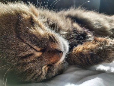 Doğu Avrupa cinsinden büyük gri bir kedi güneşin tadını çıkartıyor.