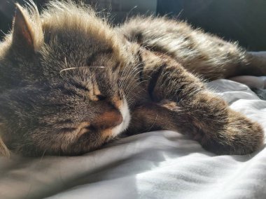 Doğu Avrupa cinsinden büyük gri bir kedi güneşin tadını çıkartıyor.