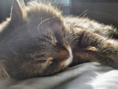 Doğu Avrupa cinsinden büyük gri bir kedi güneşin tadını çıkartıyor.