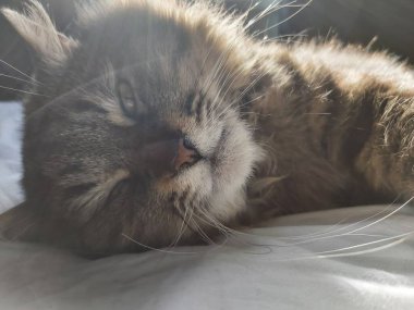 Doğu Avrupa cinsinden büyük gri bir kedi güneşin tadını çıkartıyor.