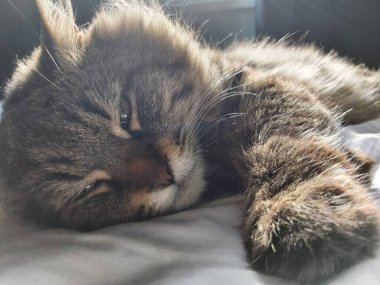 Doğu Avrupa cinsinden büyük gri bir kedi güneşin tadını çıkartıyor.