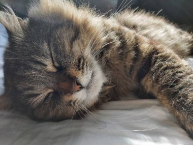 Doğu Avrupa cinsinden büyük gri bir kedi güneşin tadını çıkartıyor.