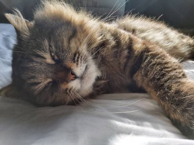 Doğu Avrupa cinsinden büyük gri bir kedi güneşin tadını çıkartıyor.