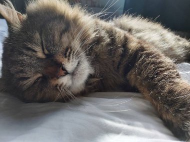 Doğu Avrupa cinsinden büyük gri bir kedi güneşin tadını çıkartıyor.