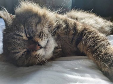 Doğu Avrupa cinsinden büyük gri bir kedi güneşin tadını çıkartıyor.