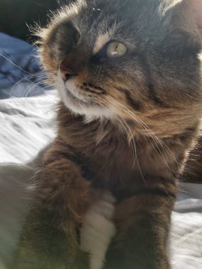 Doğu Avrupa cinsinden büyük gri bir kedi güneşin tadını çıkartıyor.