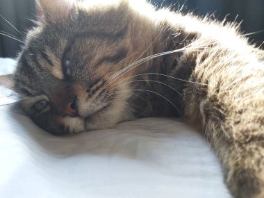 Doğu Avrupa cinsinden büyük gri bir kedi güneşin tadını çıkartıyor.