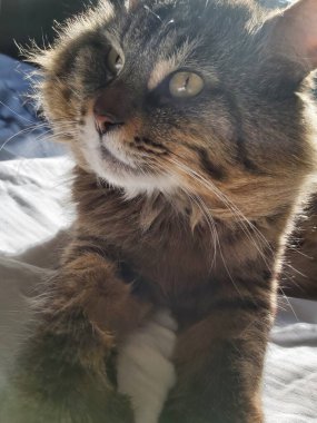 Doğu Avrupa cinsinden büyük gri bir kedi güneşin tadını çıkartıyor.