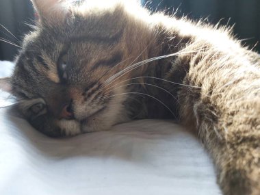 Doğu Avrupa cinsinden büyük gri bir kedi güneşin tadını çıkartıyor.