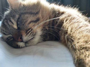 Doğu Avrupa cinsinden büyük gri bir kedi güneşin tadını çıkartıyor.