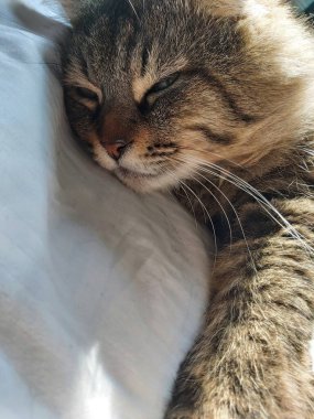 Doğu Avrupa cinsinden büyük gri bir kedi güneşin tadını çıkartıyor.