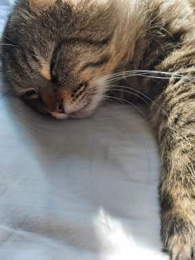 Doğu Avrupa cinsinden büyük gri bir kedi güneşin tadını çıkartıyor.