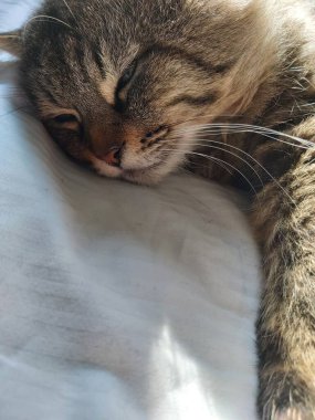 Doğu Avrupa cinsinden büyük gri bir kedi güneşin tadını çıkartıyor.