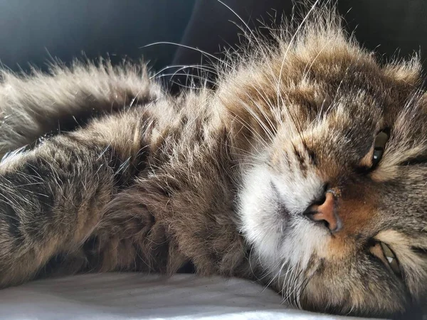 一只东欧品种的大灰猫躺在床上晒太阳 — 图库照片