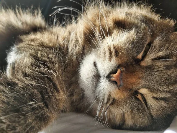 Крупная Кошка Восточноевропейской Породы Греется Солнце Лежа Кровати — стоковое фото