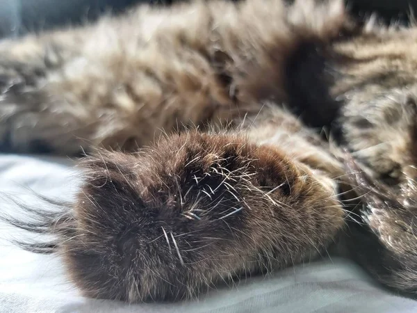 동유럽 에사는 커다란 고양이 마리가 침대에 누워서 일광욕을 즐기고 — 스톡 사진