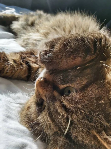 一只东欧品种的大灰猫躺在床上晒太阳 — 图库照片