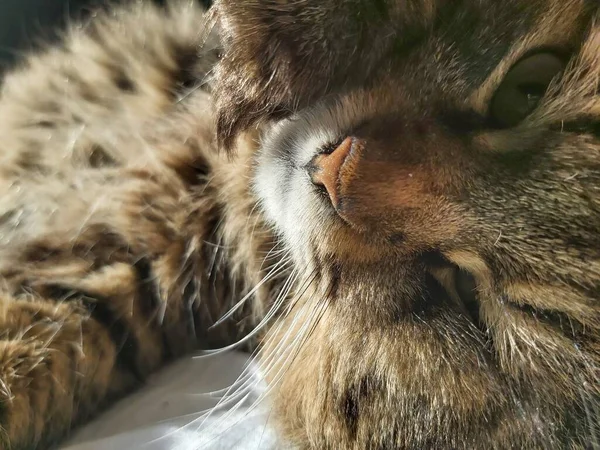 Gran Gato Gris Raza Europa Del Este Toma Sol Tumbado — Foto de Stock