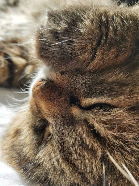 동유럽 에사는 커다란 고양이 마리가 침대에 누워서 일광욕을 즐기고 — 스톡 사진