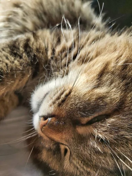 Stor Grå Katt Den Östra Europeisk Skapa Basker Solen Liggande — Stockfoto