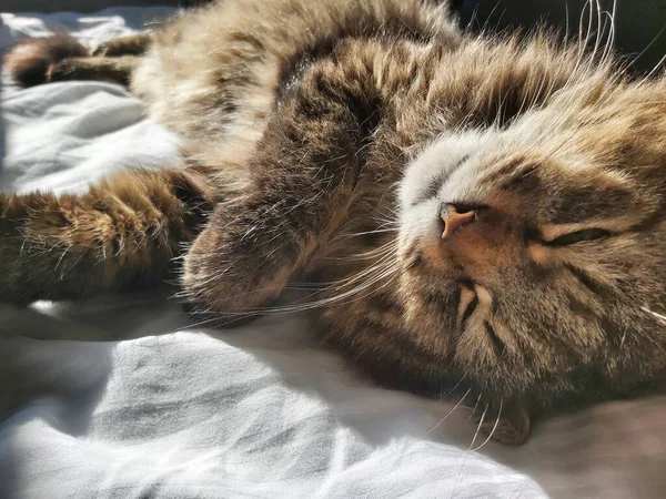 Stor Grå Katt Den Östra Europeisk Skapa Basker Solen Liggande — Stockfoto