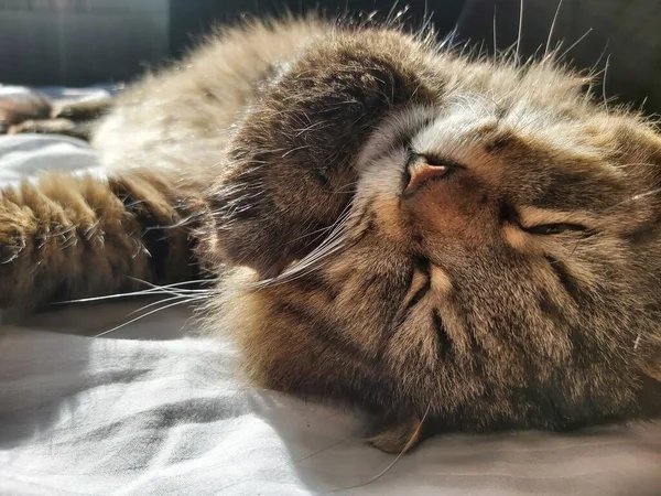 Large Gray Cat Eastern European Breed Basks Sun Lying Bed — Stock Photo, Image