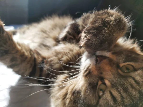 Doğu Avrupa cinsinden büyük gri bir kedi güneşin tadını çıkartıyor.